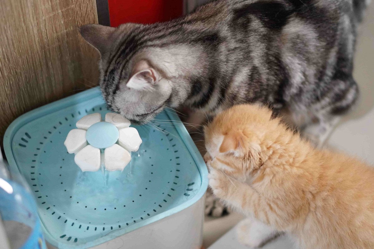 Fontaine à eau pour chat en céramique avec filtre